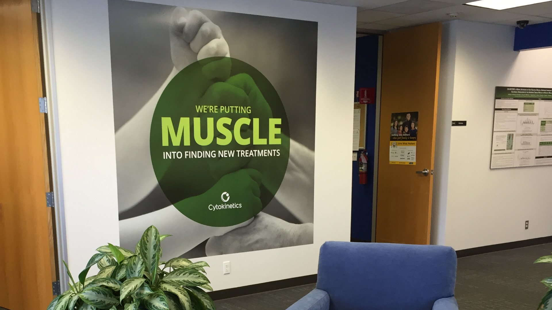 Photograph showing mural installed in an office hallway with the phrase "We're putting muscle into finding new treatments."