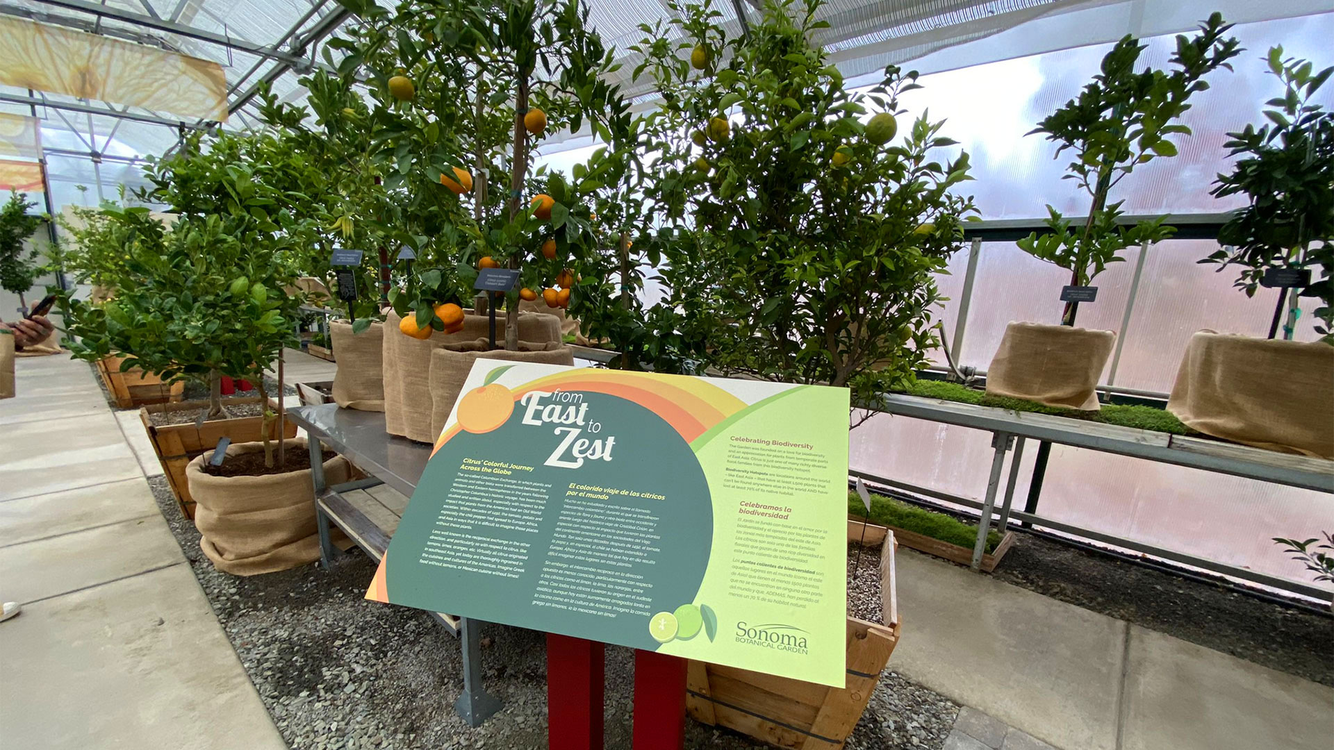 East to Zest introduction panel amid citrus trees